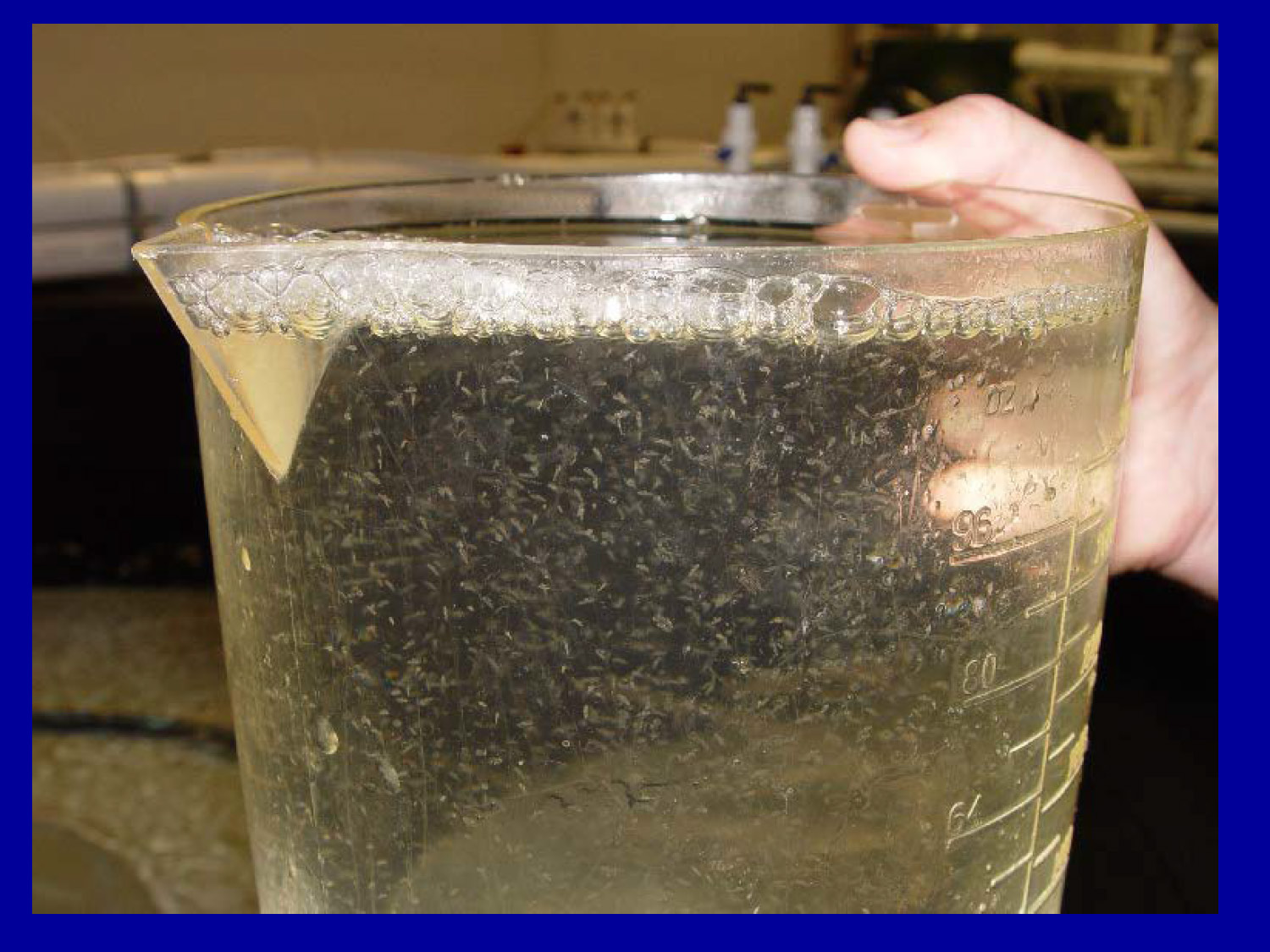 Large clear pitcher filled with thousands of newly hatched fish larvae. 