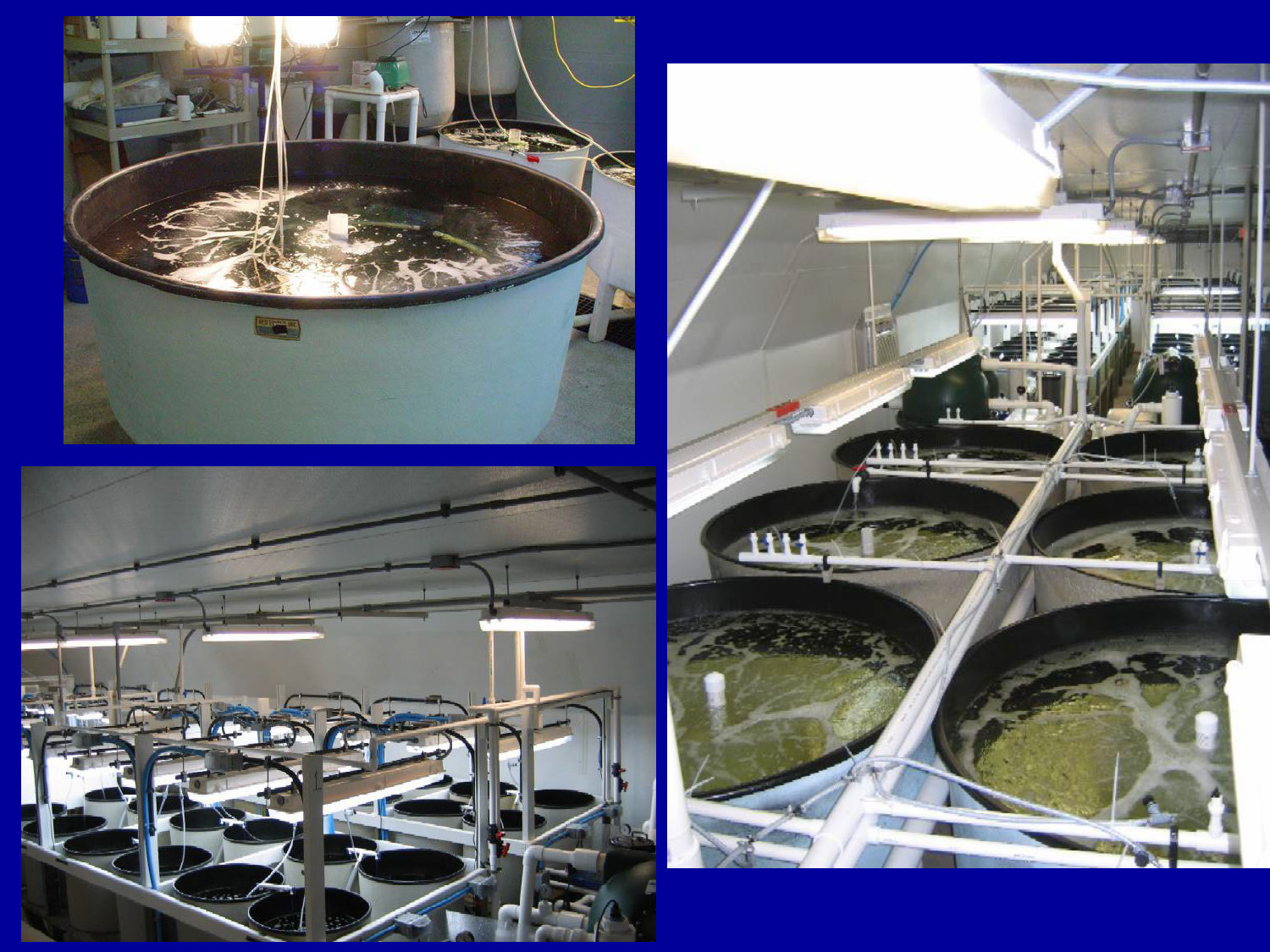 Wide and close-up views of a larviculture room with multiple circular rearing tanks.