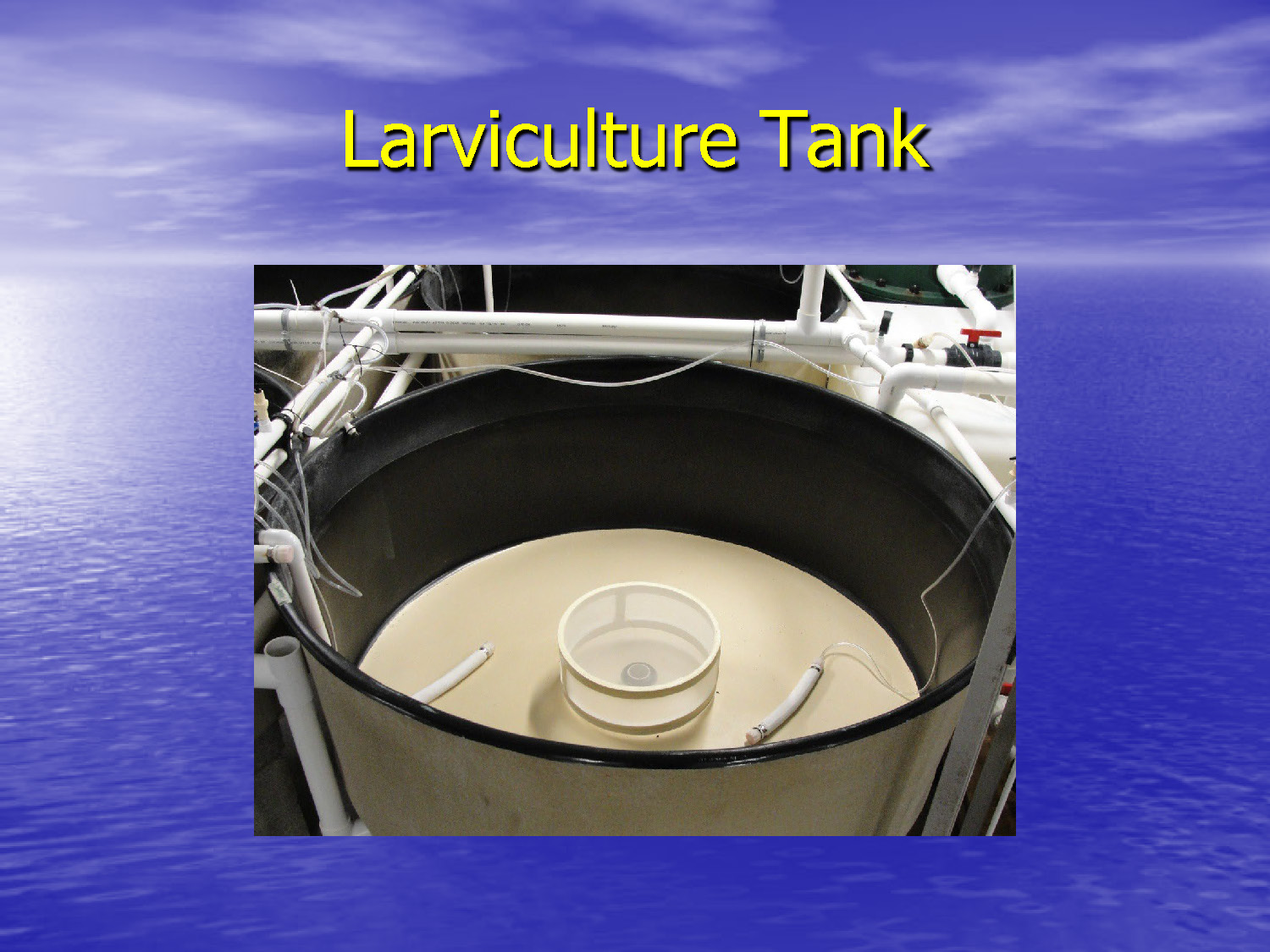 Interior view of an empty larviculture tank showing the center screen and aeration.