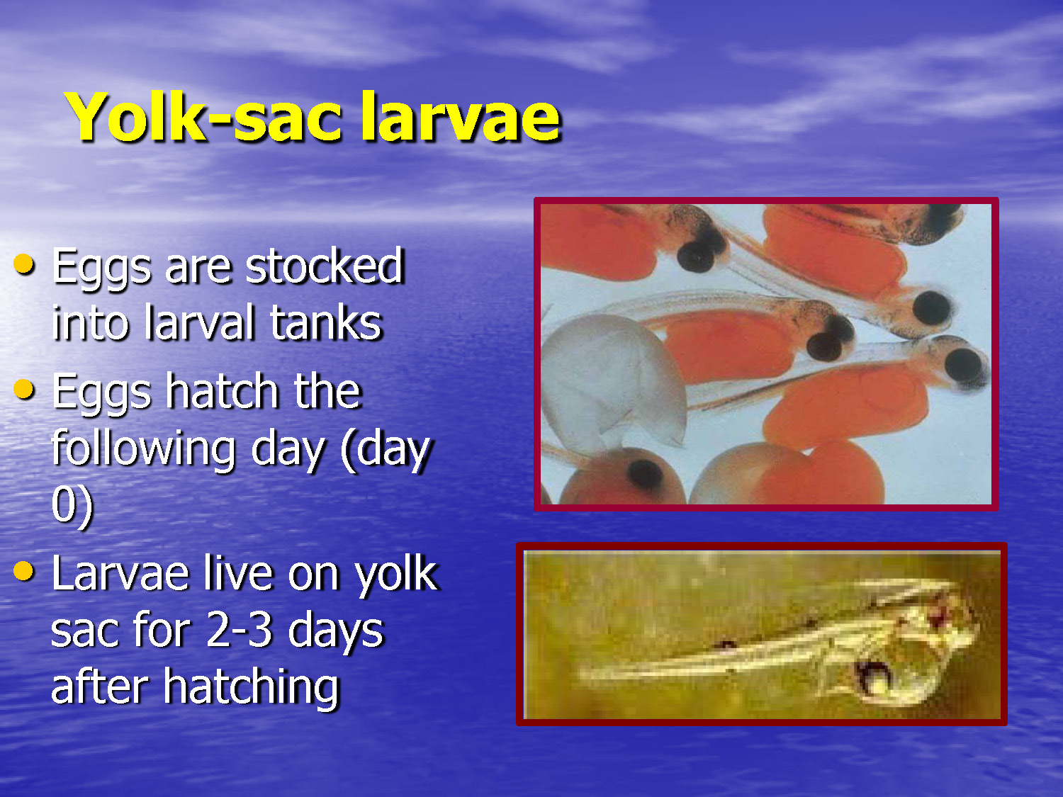 Slide 33: Yolk-sac larvae development timeline and image