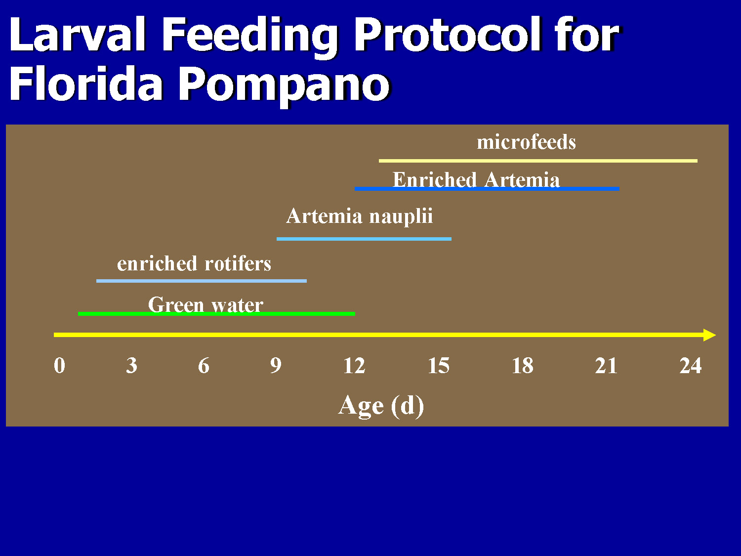 Slide 36: Timeline chart showing larval feeding protocol from day 0 to 24