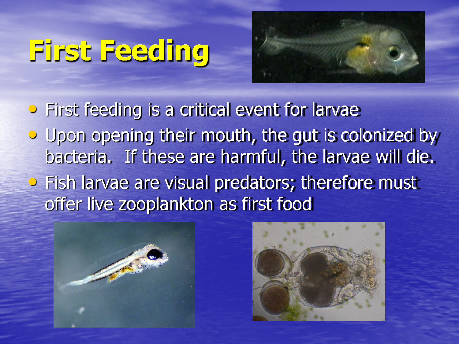 Slide 39: First feeding importance and requirements for larvae