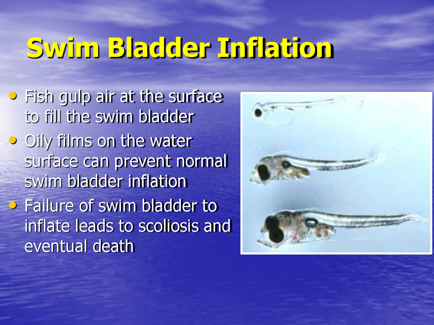 Slide 41: Swim bladder inflation process and problems
