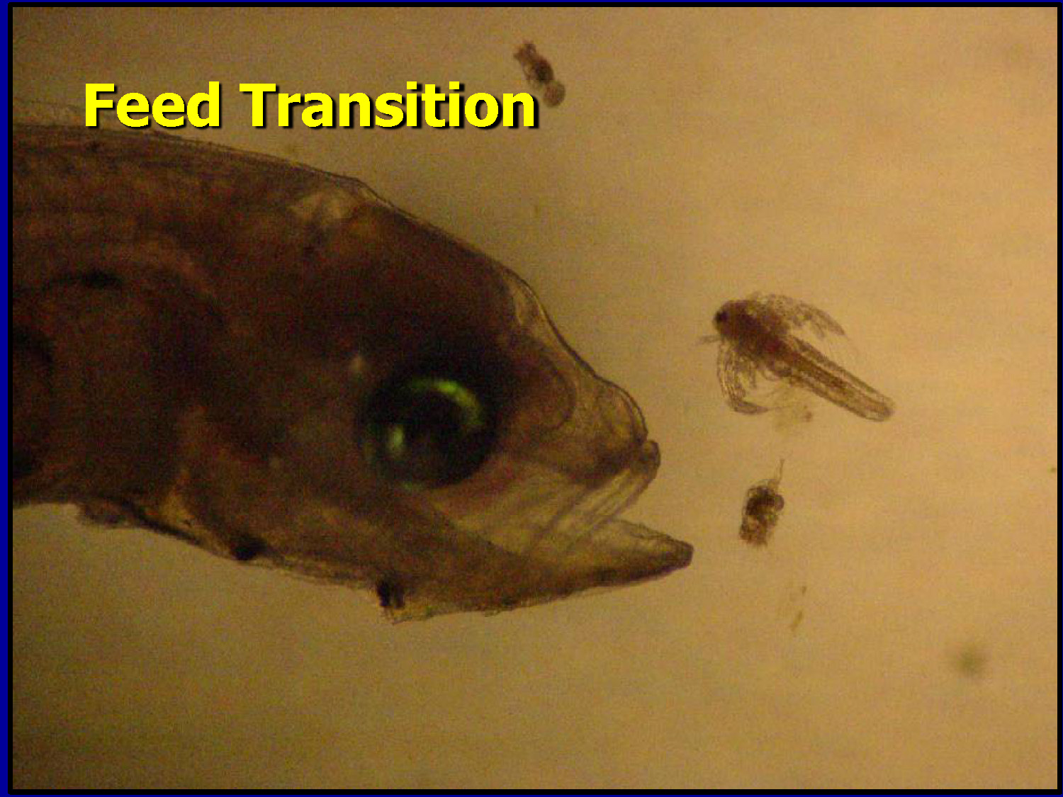 Microscopic view of a fish larva's head about to consume a rotifer.