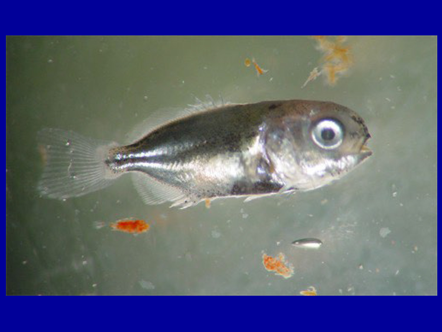 A juvenile pompano swimming in water with visible live feed organisms. 