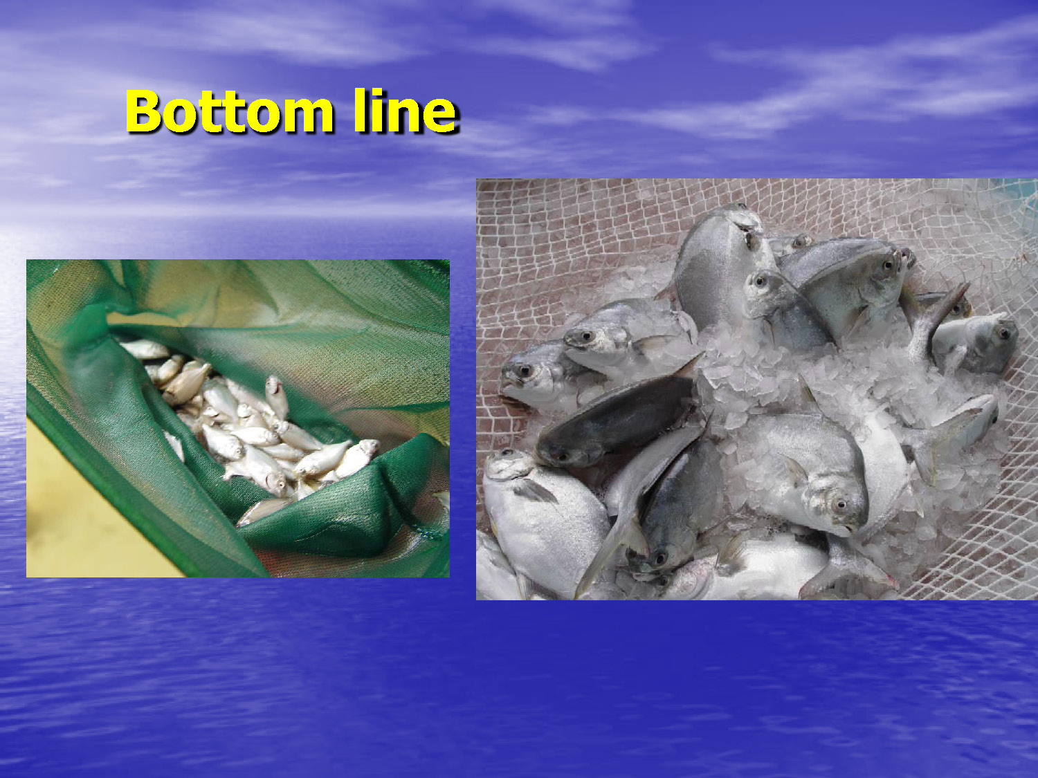 Final product: Small juvenile pompano in a net and larger harvested fish on ice. 