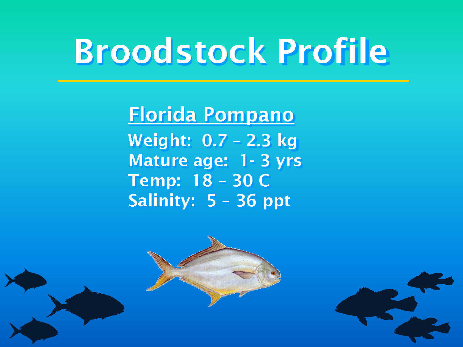 Slide 27: Photograph and specifications for Florida Pompano broodstock