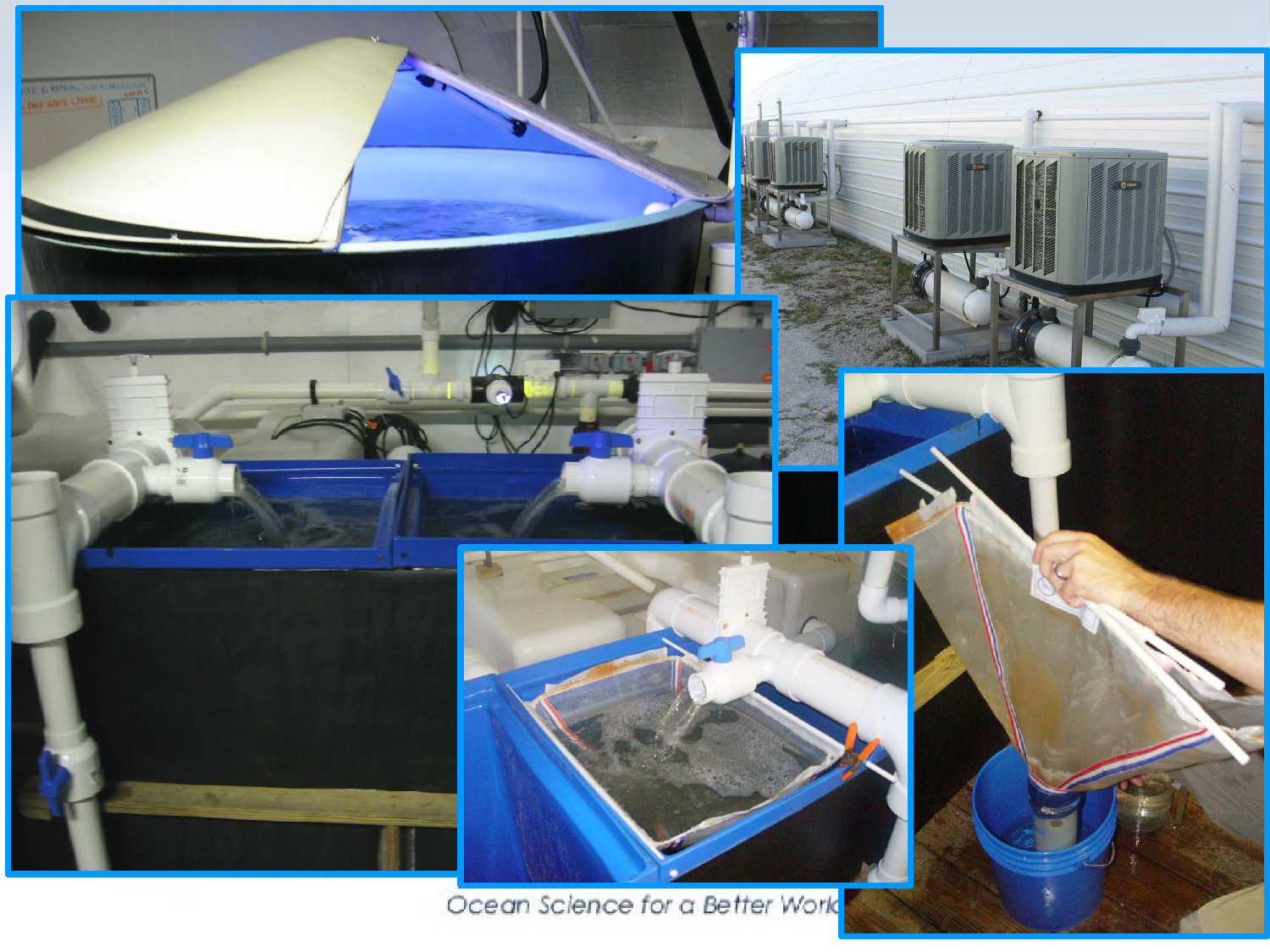 Collage of aquaculture maintenance tasks including tank lighting, HVAC units, and water filtration using mesh bags.