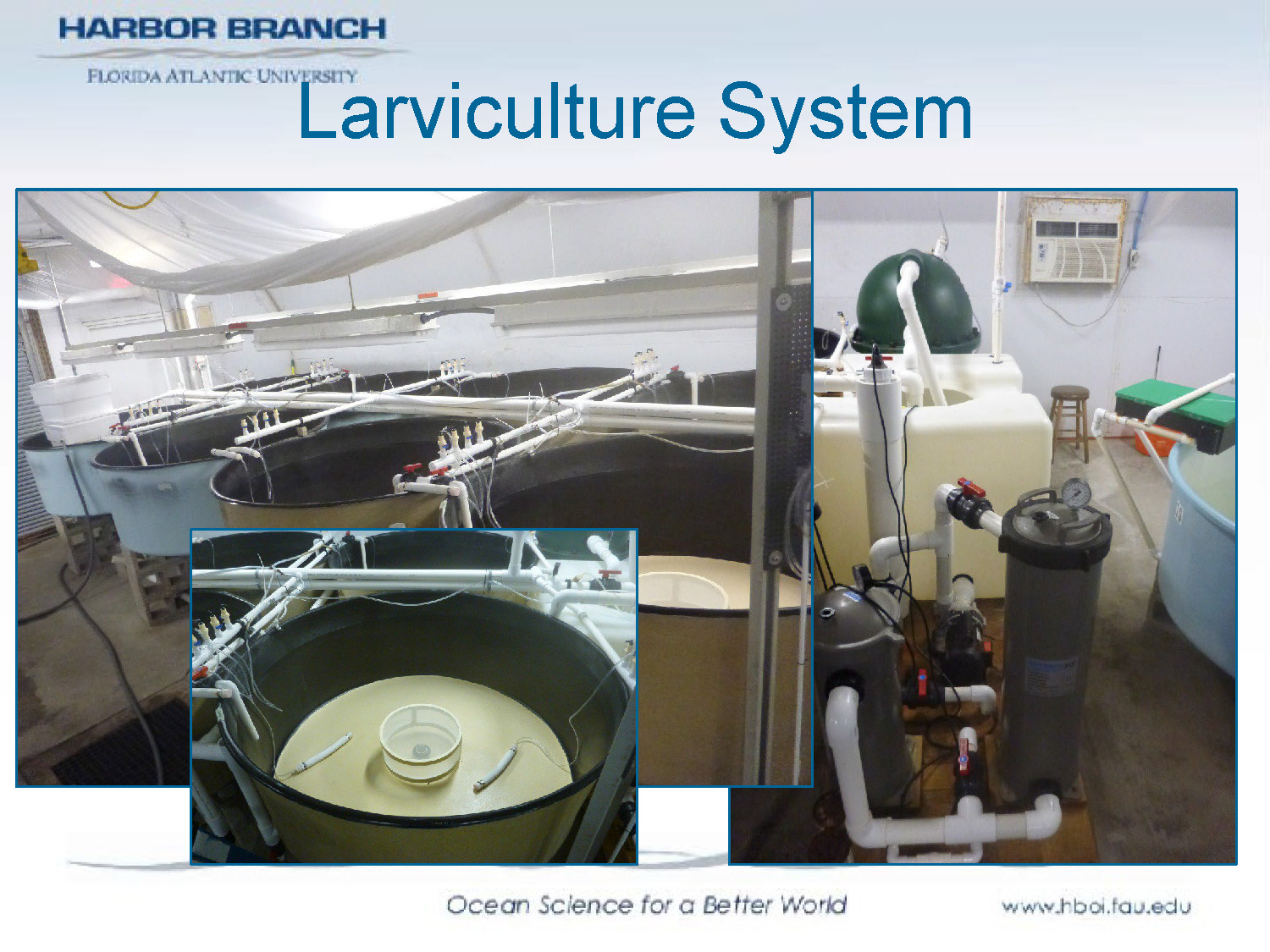 Slide 32: Photograph of larviculture system