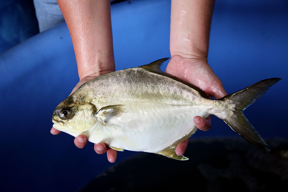 hands holding a pompano fish