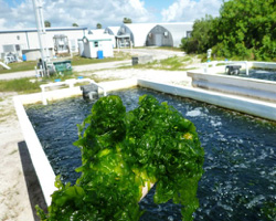 Sea Lettuce, Ulva lactuca in IMTA system