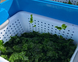 Harvested Sea Lettuce for nutrition analysis