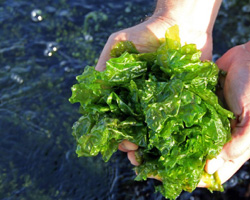 Close up of Sea Lettuce, Ulva lactuca