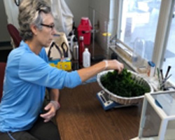 Weighing dried Sea Lettuce for nutrition analysis