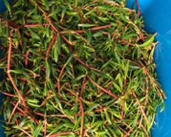 Harvested Sea Purslane for nutritional analysis
