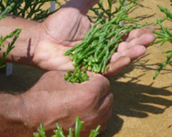 Harvesting Sea Aspargus stems for nutritional analysis