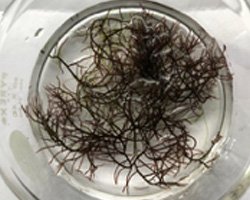 Close up of Gracilaria, red seaweed