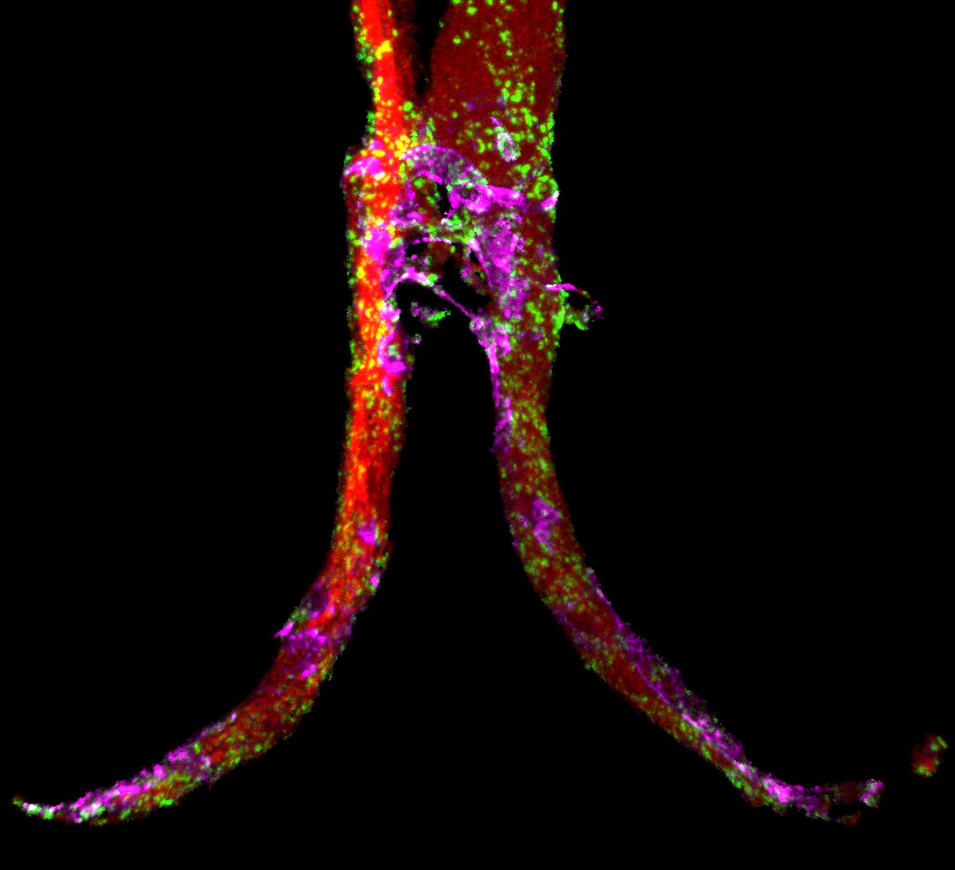 functional synaptic components