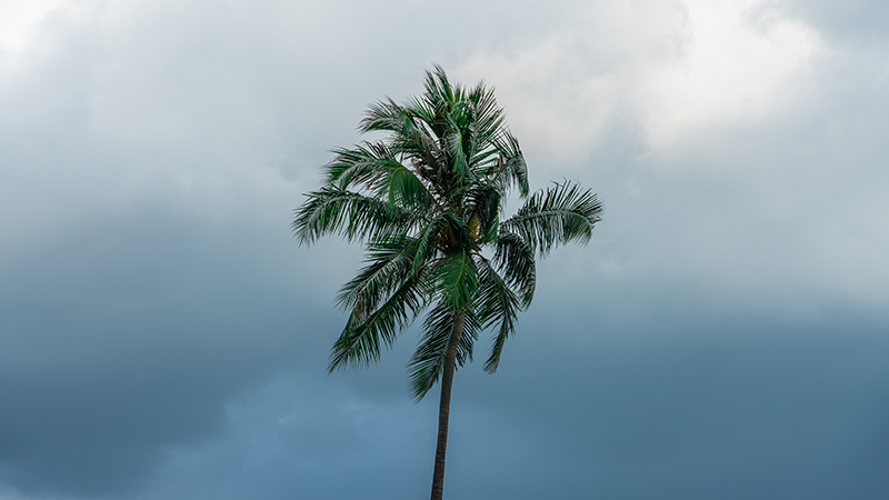 lonely dark tree