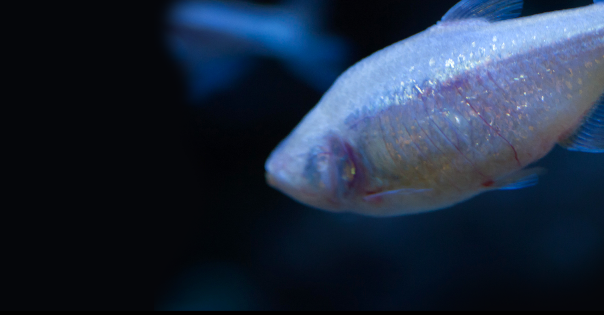 Journey to Health Magazine Growing Pool of Complex Cavefish Research 