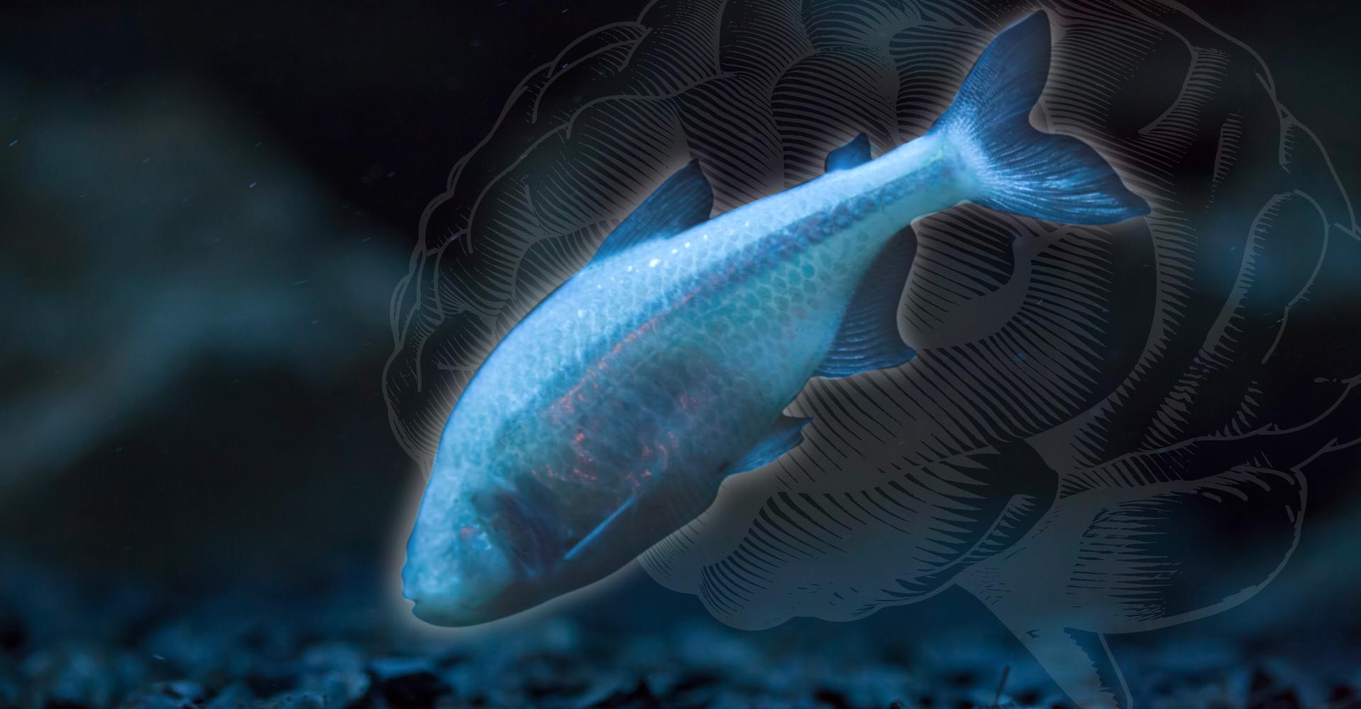 Illuminating the Mysteries of the Cavefish Brain