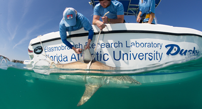 Two students lean over the side of a boat in the ocean and pull a black tip shark up to them using a rope. A female student is tagging the shark's fin.