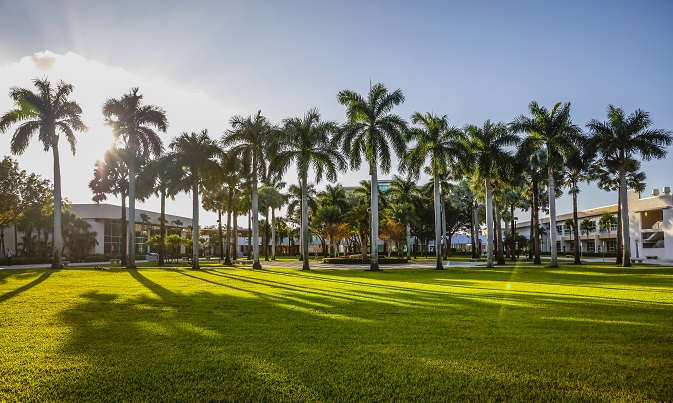 Campus picture with palm trees and the sun setting