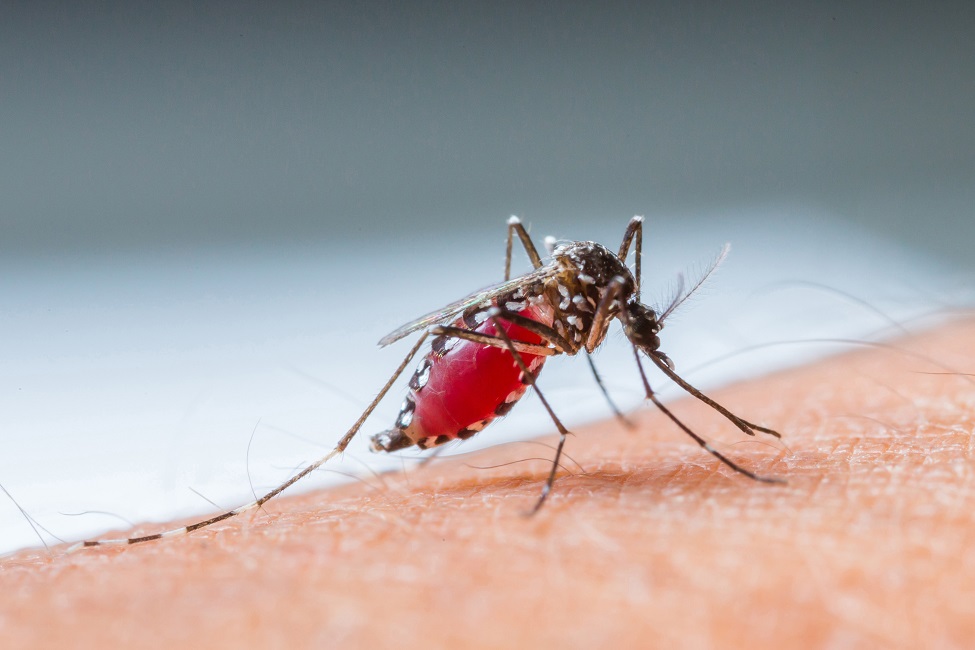 Mosquito, Malaria, Infectious Disease