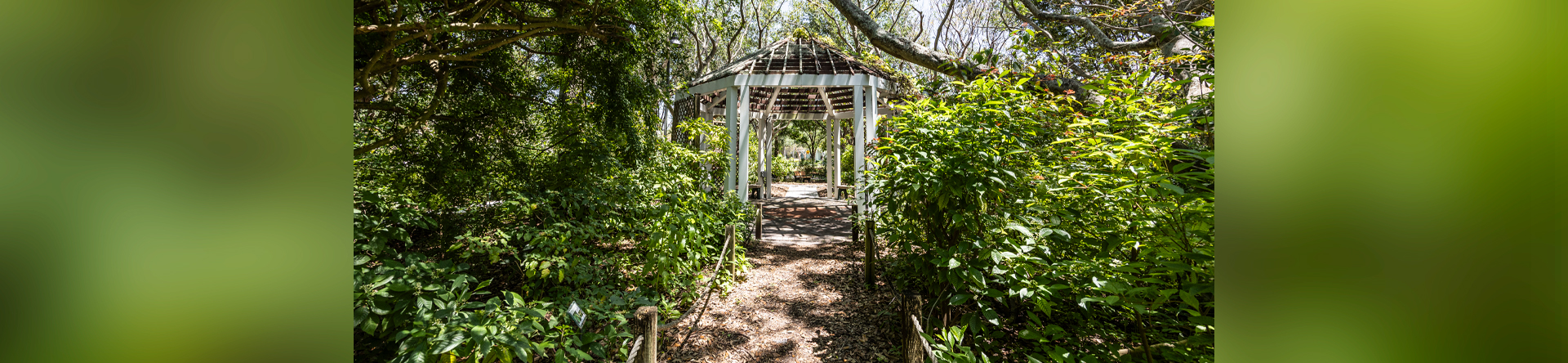 Greenery at Robert J. Huckshorn Arboretum 