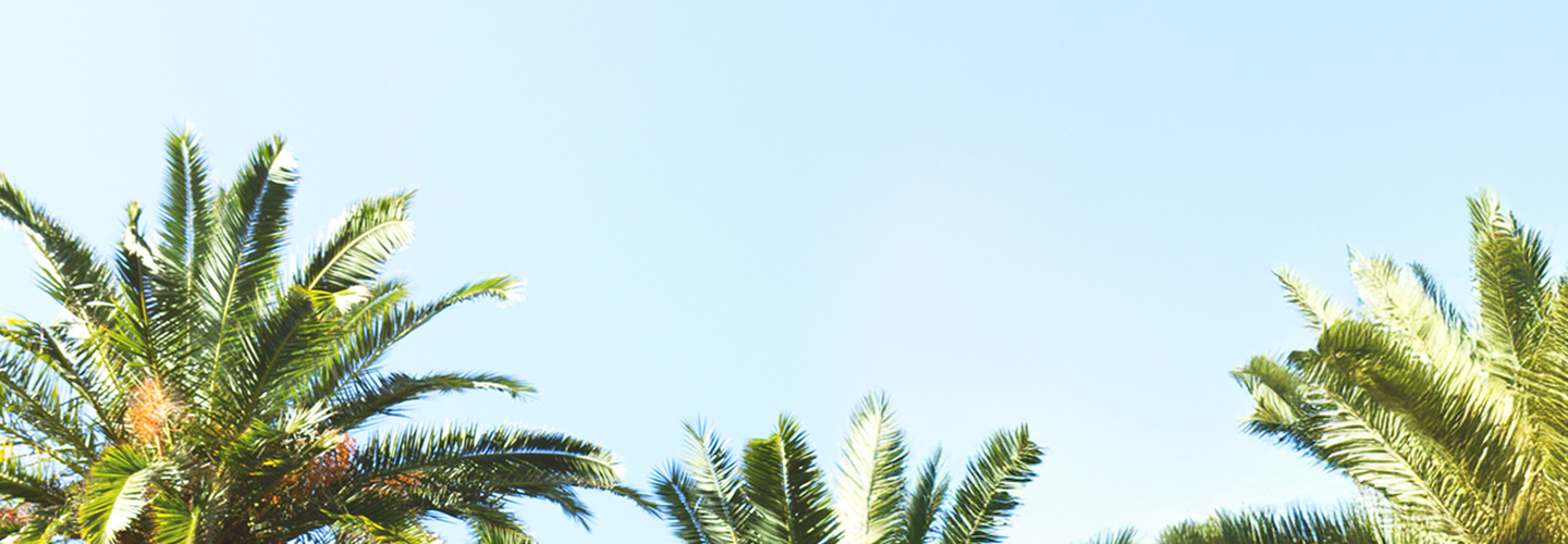 Sky and Palm Trees