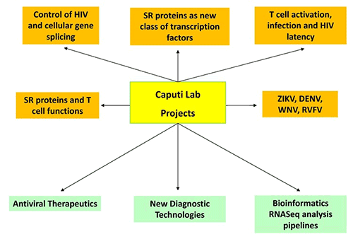 Caputi Lab Research Diagram