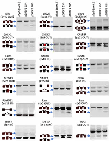 Genomics data validation graph