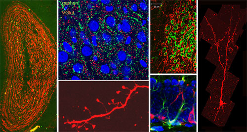 Research imaging results