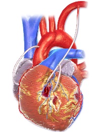 heart anatomy graphic