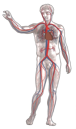 vascular system graphic