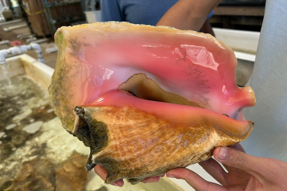 Queen Conch