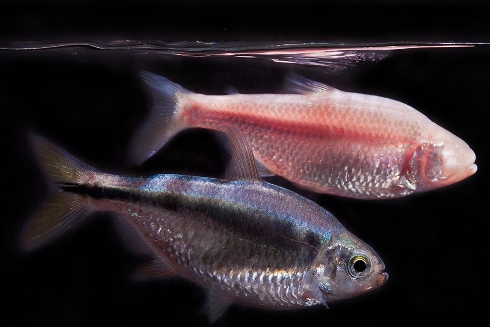 Cavefish