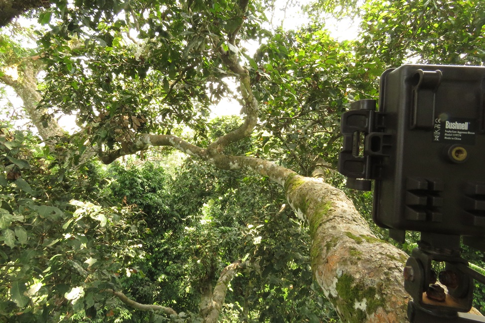 Camera in the Canopy 