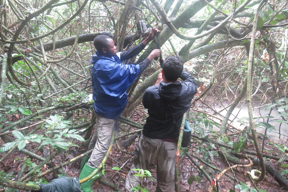 Researchers in the Congo Basin