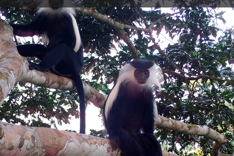 Monkey
