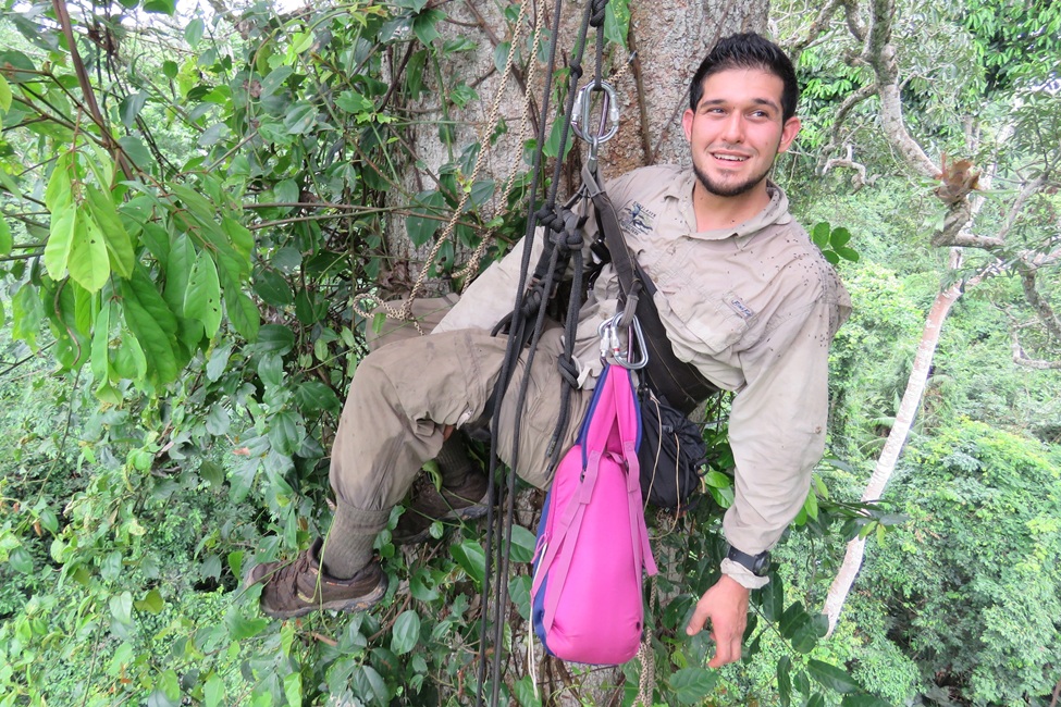 Researcher in the canopy. 