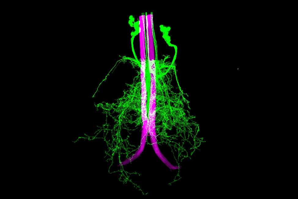 fruit fly neural network 
