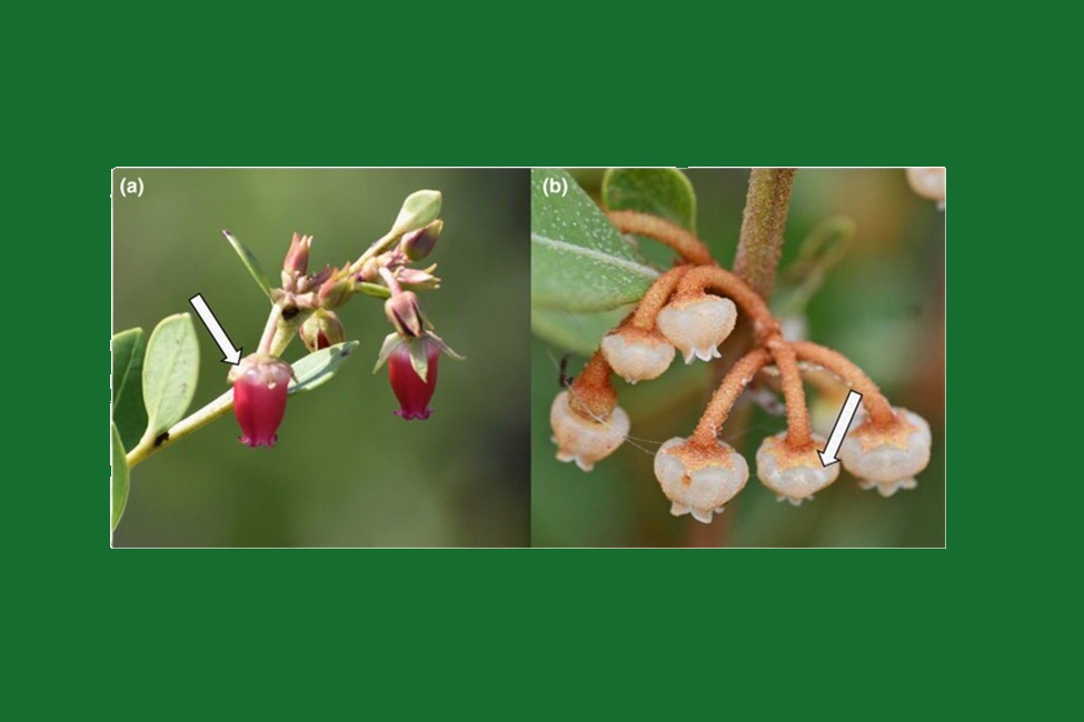 Lyonia Flowers