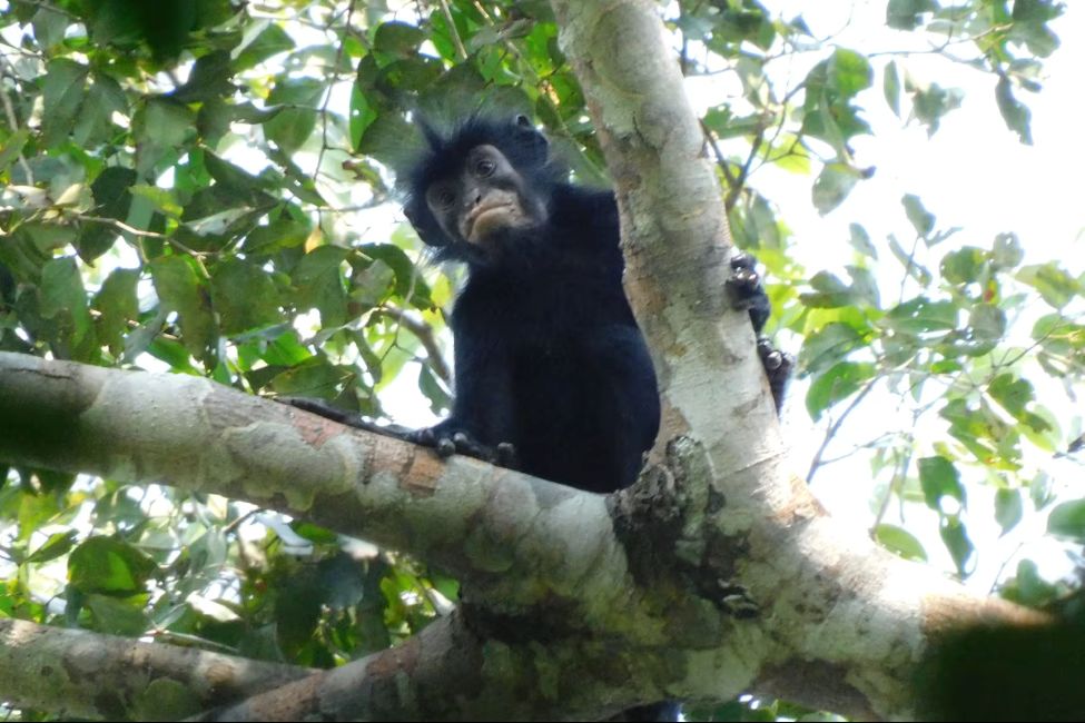 new monkey