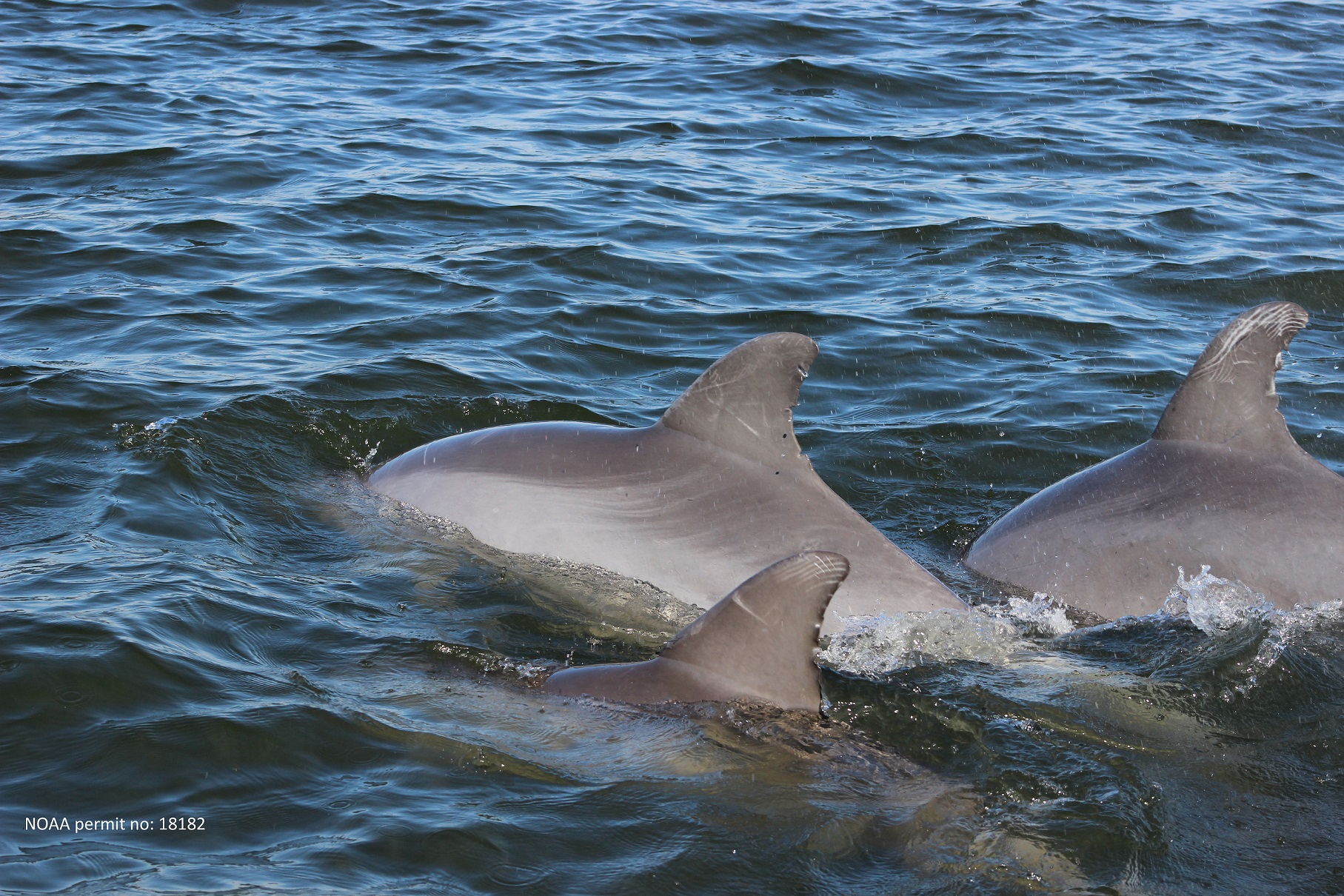 Study Links Mercury in Dolphins to Exposure in Humans  