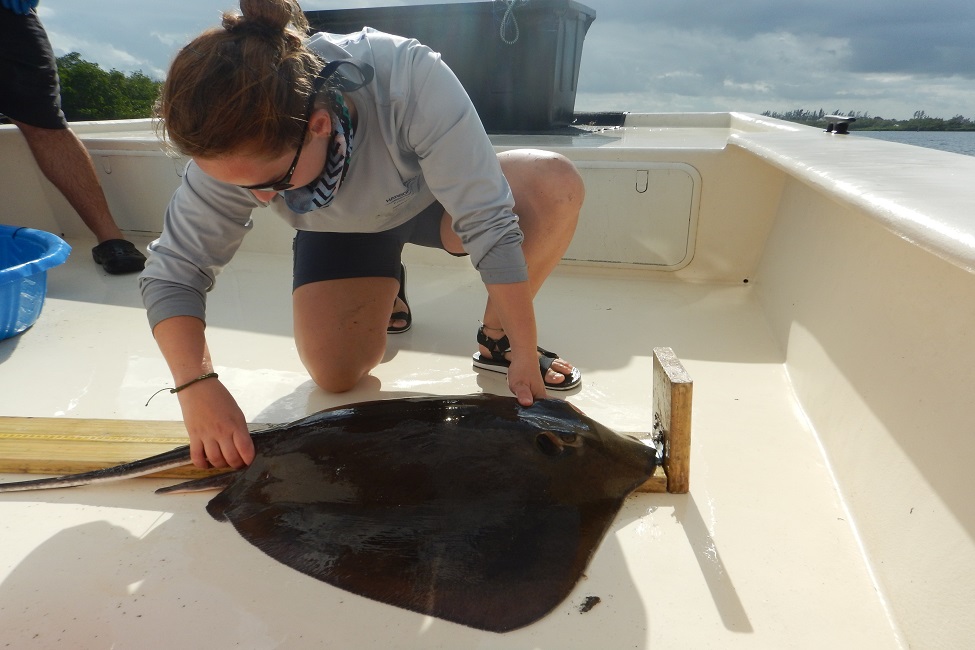 Indian River Lagoon, Elasmobranchs, Rays, Florida Lagoon, Conservation, Environment, Marine Species, Marine Science 