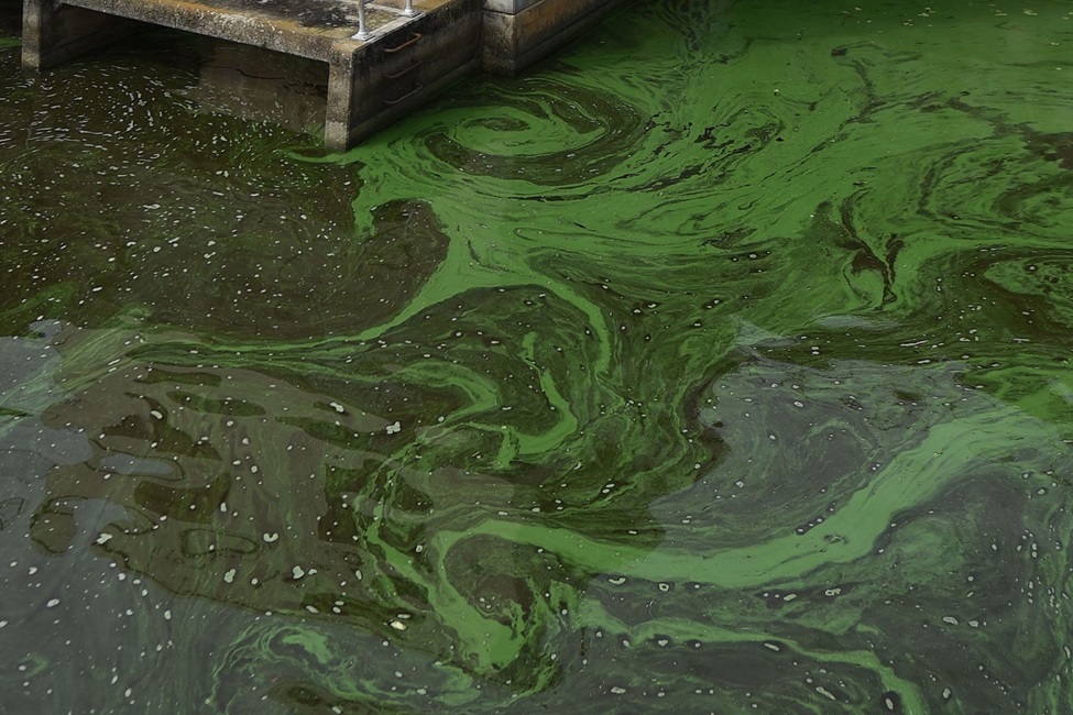 algae, harmful algal blooms, water, toxins