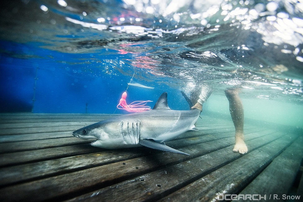 Baby Shark, Young Great White Shark, New York, New Jersey, New York Bight, Satellite Technology, 3D Movements, Shark Nursery, Oceanographic Features