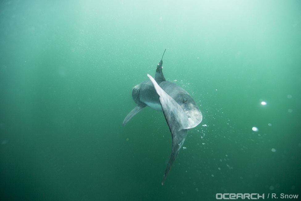 Baby White Sharks, Great White Sharks, Shark Week, Long Island, New York, North Carolina 