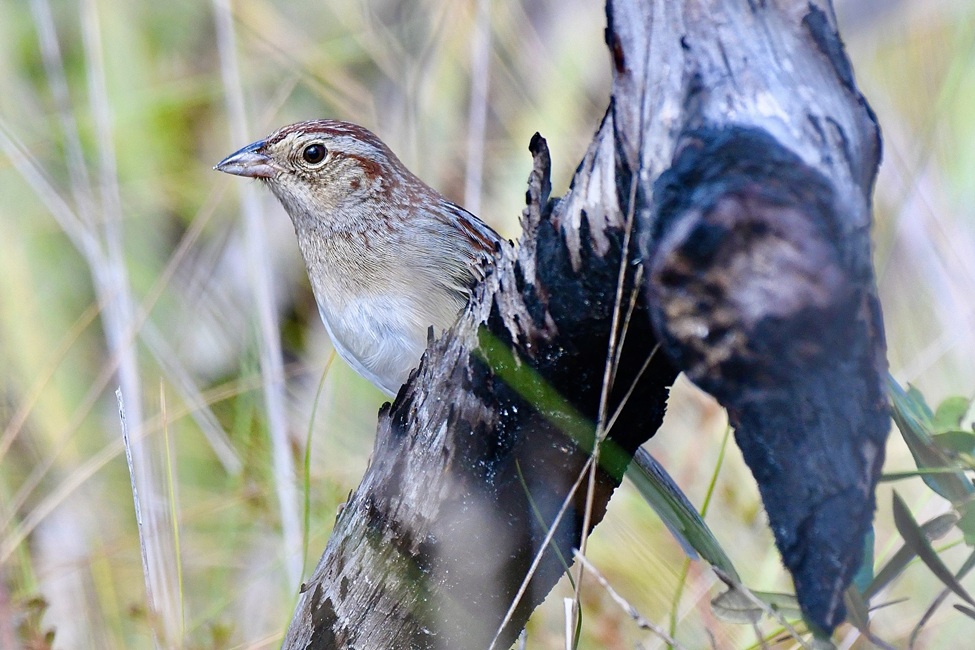 Bachman's Sparrow